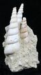 Fossil Gastropod (Haustator) Cluster - Damery, France #22210-2